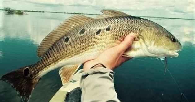 picture of a person holding a fish 