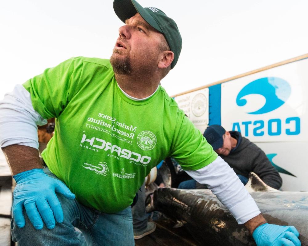 Dr. Bryan Franks tags a white shark.