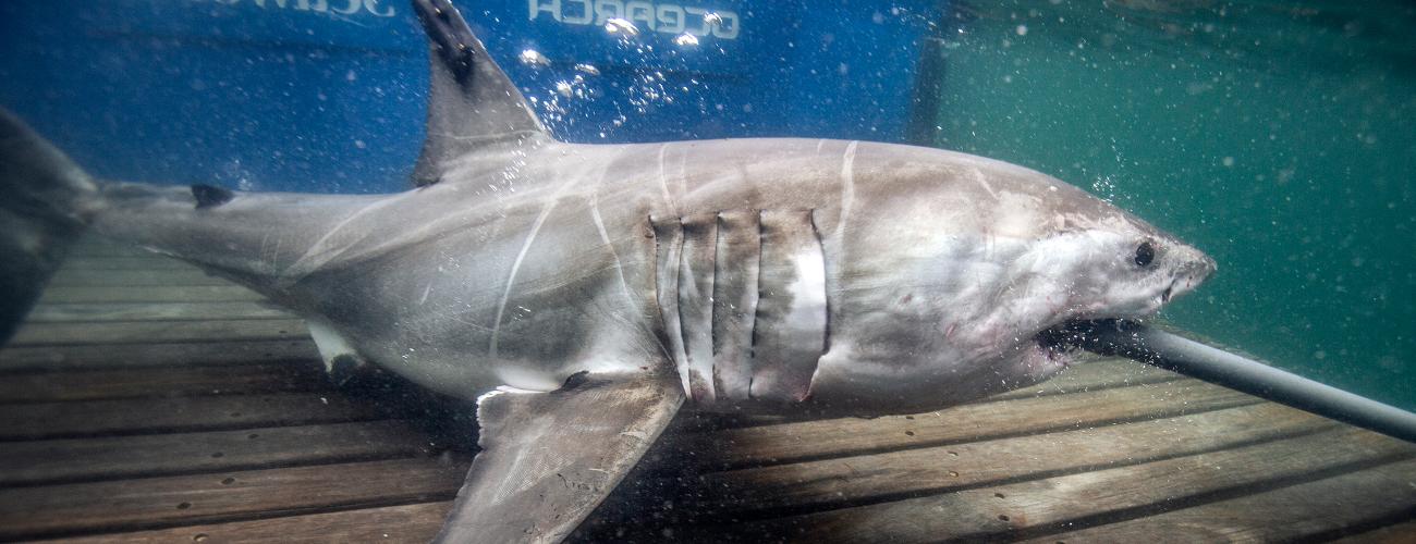 A shark is tagged on the OCEARCH research vessel.