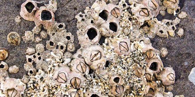 A close-up photo of barnacles