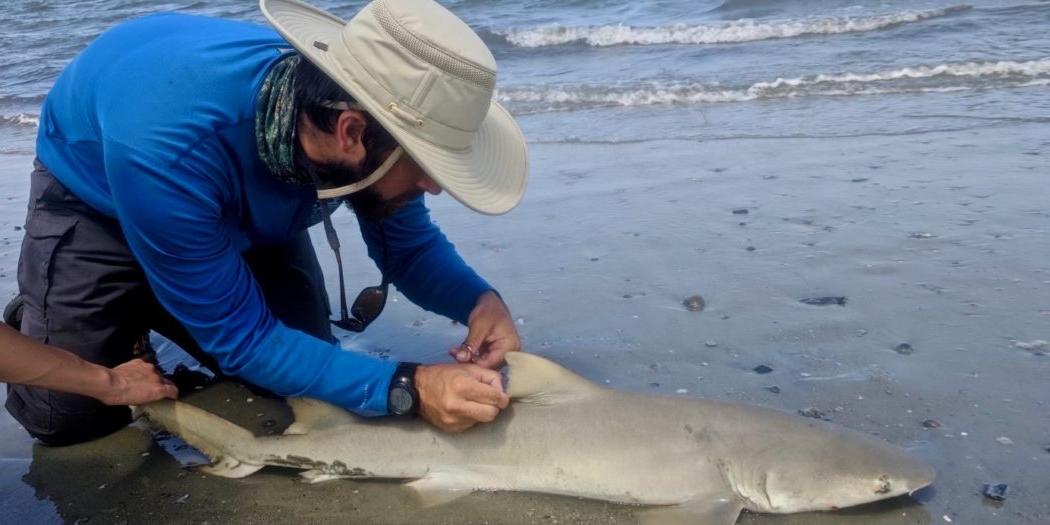 JU graduate student studying marine science, Andrew Lyons, working onsite on St. Simons Island.