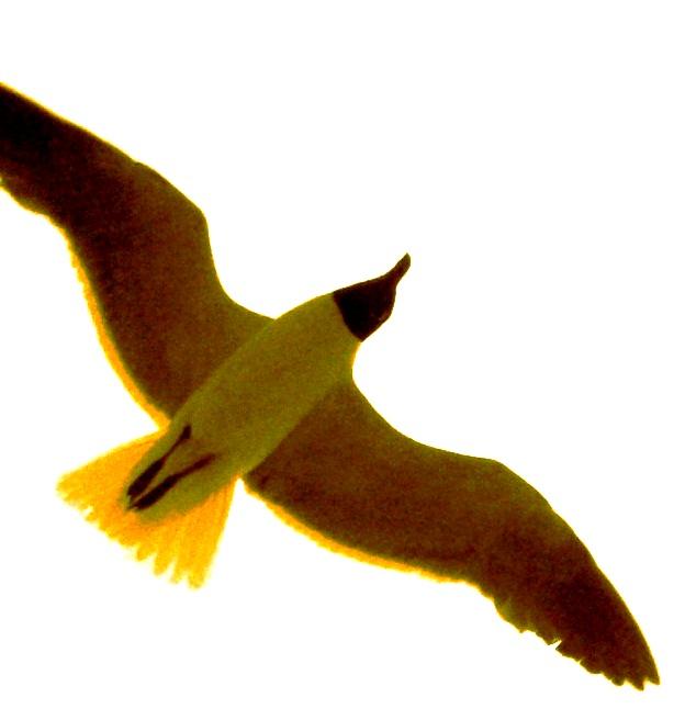 gaviota